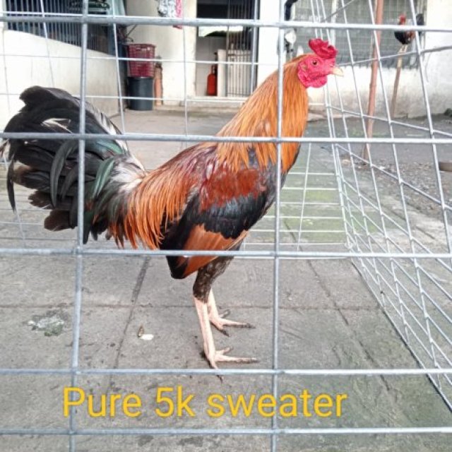 Pure Island-born Sweater x Lemon PRE-ORDER